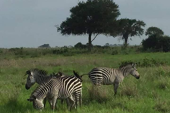 2 Days Selous Game Reserve from Zanzibar  - Photo 1 of 15