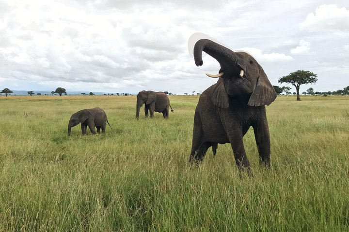 2 nights 3 days safari to mikumi national park - Photo 1 of 6