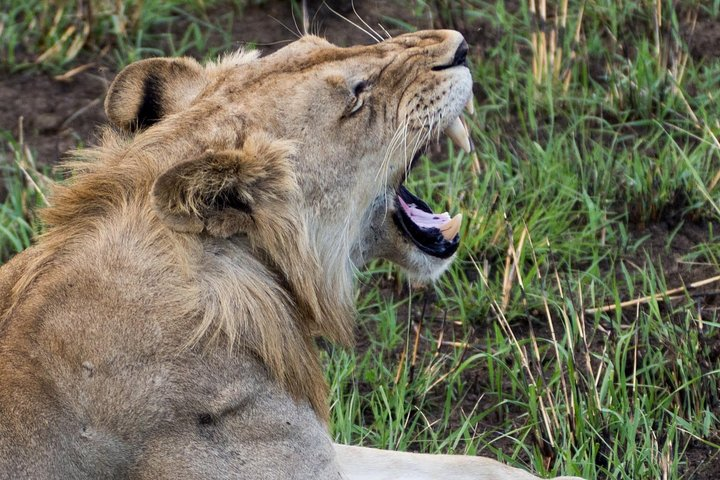 3 Day 2 Night Mikumi National Park + Masai culture - Photo 1 of 18