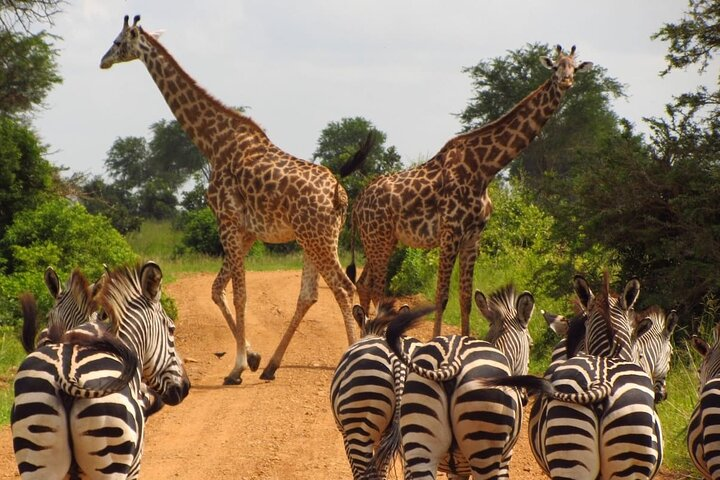 3-Day at Dar es Salaam To Selous GR (Nyerere NP) Game, Boat & Walking Safari  - Photo 1 of 2