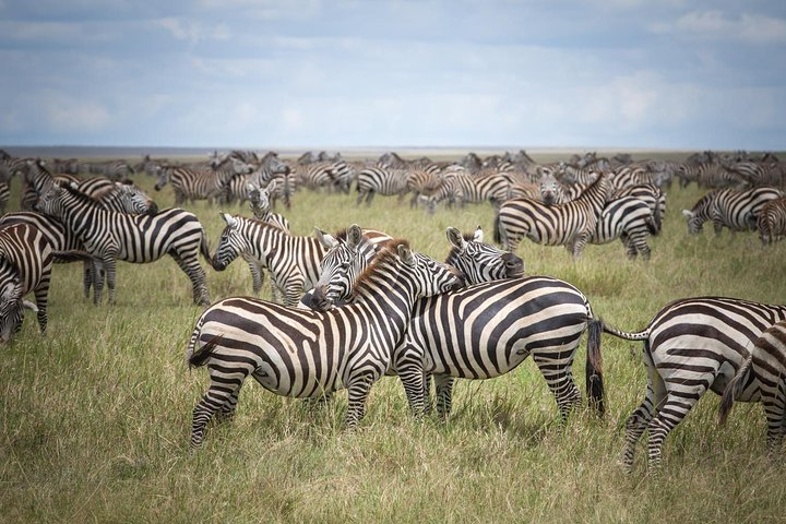 3-Day Serengeti Safari from Arusha