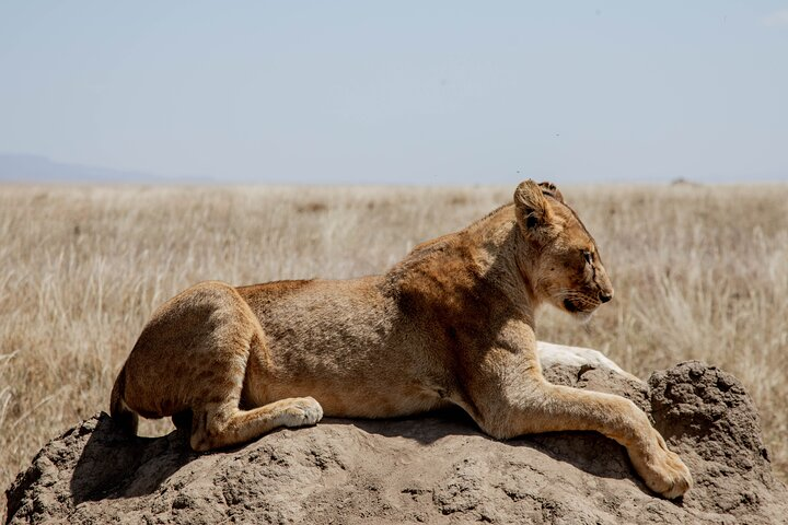 3-Day Fly in & out from Zanzibar to Serengeti Np - Photo 1 of 12