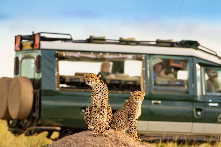 Cheetah Scanning Plains