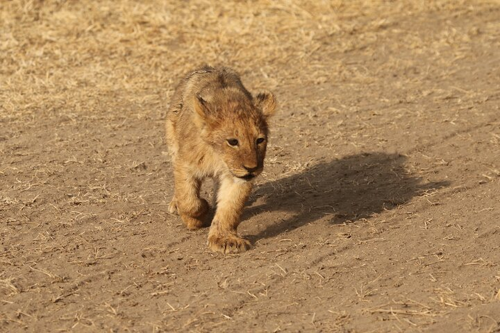 3-day National Parks Safari from Arusha including Tarangire  - Photo 1 of 8