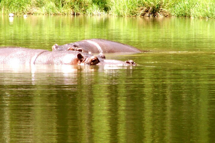 3-Day Private Safari of Mikumi Park and Udzungwa Mountain - Photo 1 of 6