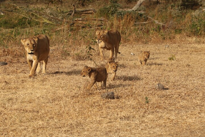 3-Day Small-Group Tanzania Safari Tour from Arusha - Photo 1 of 12