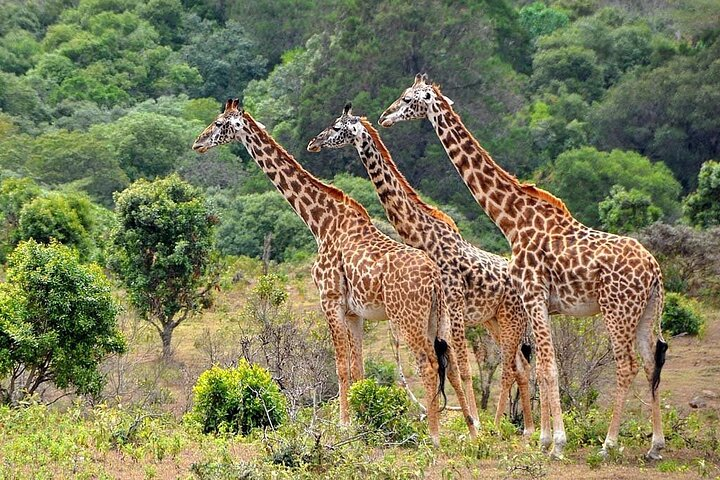 3 Days All Inclusive Zanzibar to Tarangire Ngorongoro - Photo 1 of 10