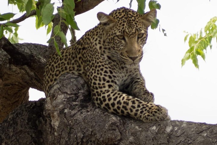 3 Days Explore Selous Game Reserve + Boat safari + bushman walking - Photo 1 of 25