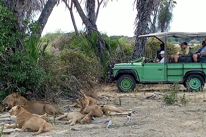 Observing a lion pride October 2023