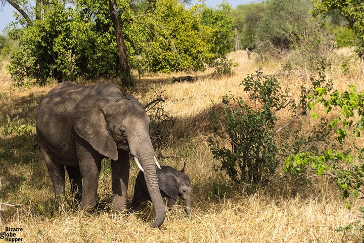 3 Days Selous Game Reserve Fly From Zanzibar - Photo 1 of 16