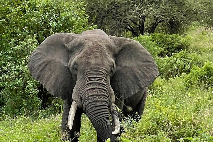 3 Days Selous (Nyerere National Park) - Photo 1 of 12