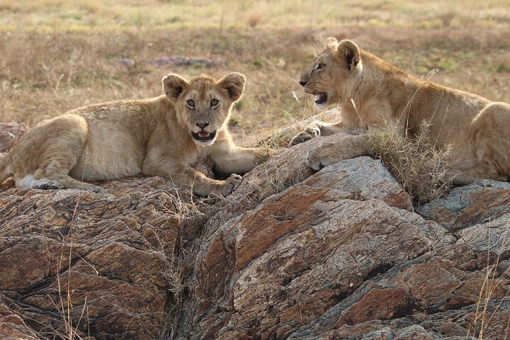 Lion in Serengeti