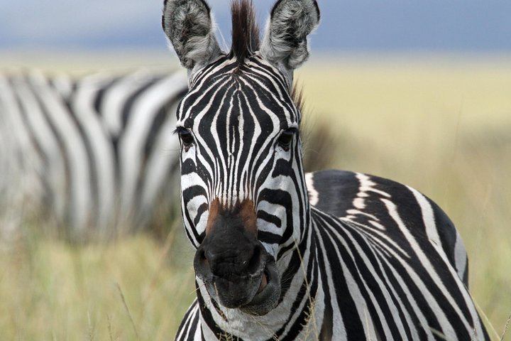 Zebra 