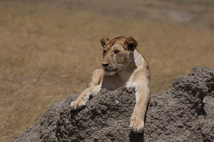 4-Day Tour to Tanzania's National Parks - Photo 1 of 15