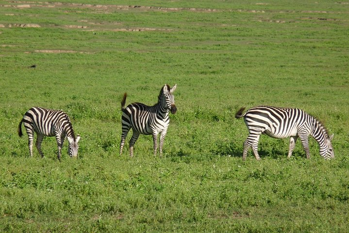 4 Days Lodge Safari - Photo 1 of 8