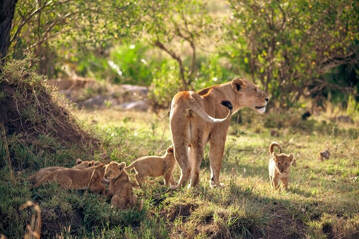 Lion of Serengeti