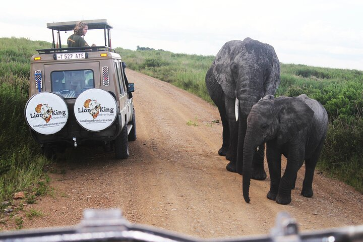 Game in Drive in Serengeti