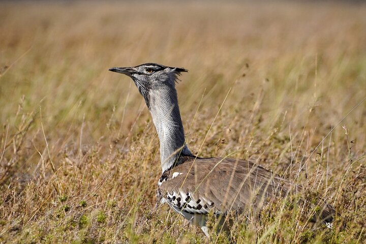 5-Day Private midrange Tour in Arusha with Airport Pickup - Photo 1 of 12