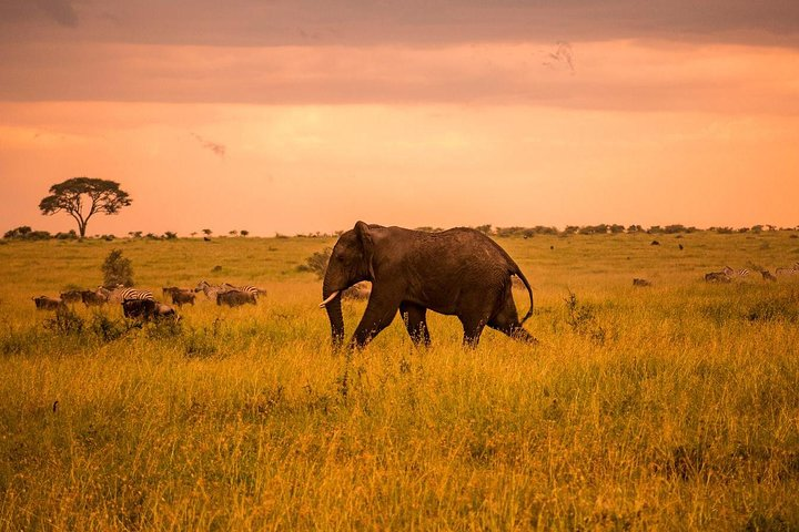 Serengeti safaris