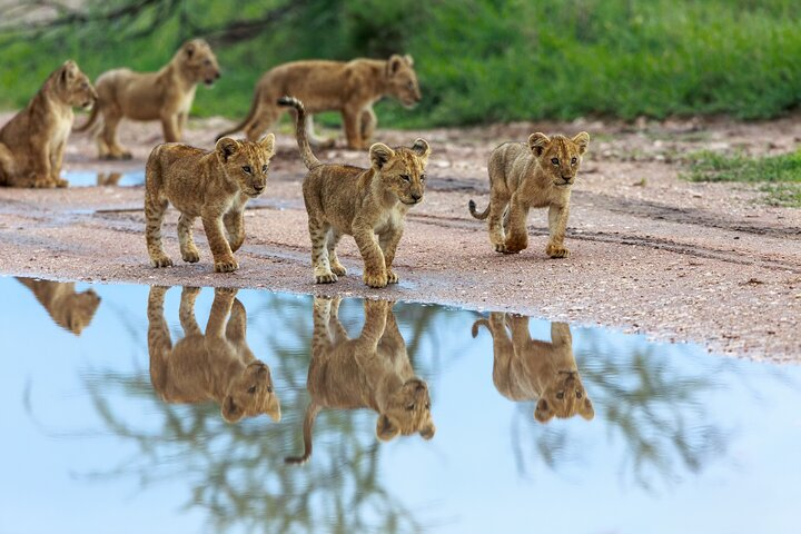 5 Days Comfort Safari in Tanzania - Photo 1 of 2