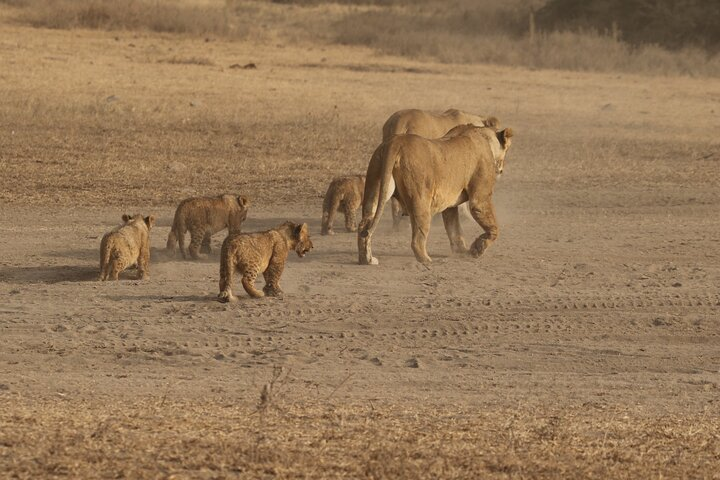 5 Days Group Tour in Tanzania - Photo 1 of 12