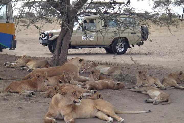 game safaris in serengeti