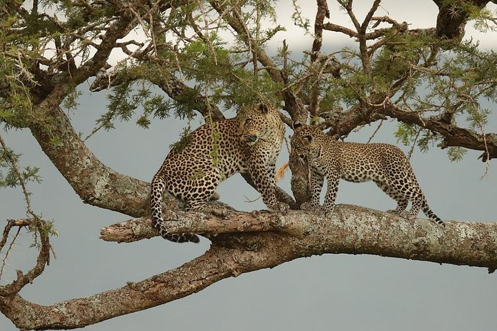 6-Day Private Tour in Arusha - Photo 1 of 6