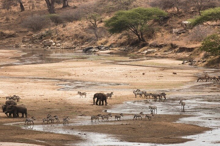 6 days group joining- sharing safari in Tanzania