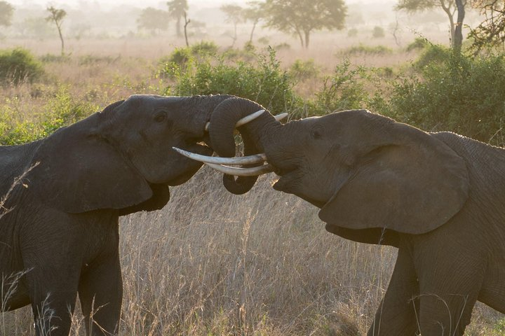 6 Days Selous ,Mikumi Udzungwa National + Boat Safari +Masai culture - Photo 1 of 25