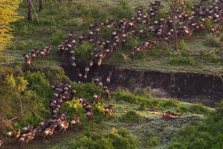 6Days Migration Safari - Photo 1 of 8