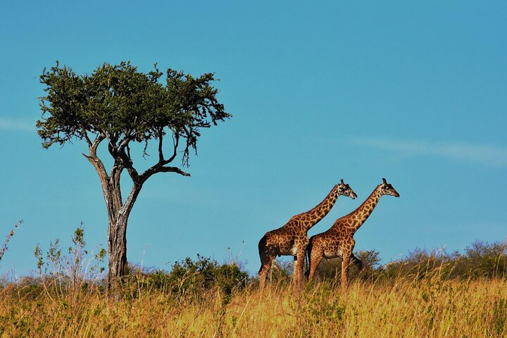 7-Day Magical Tanzania Safari -Premium High End Package - Photo 1 of 6