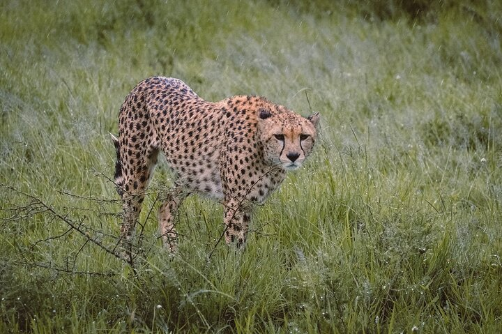 7-Day Tanzania Odyssey Safari- High End Tour - Photo 1 of 6