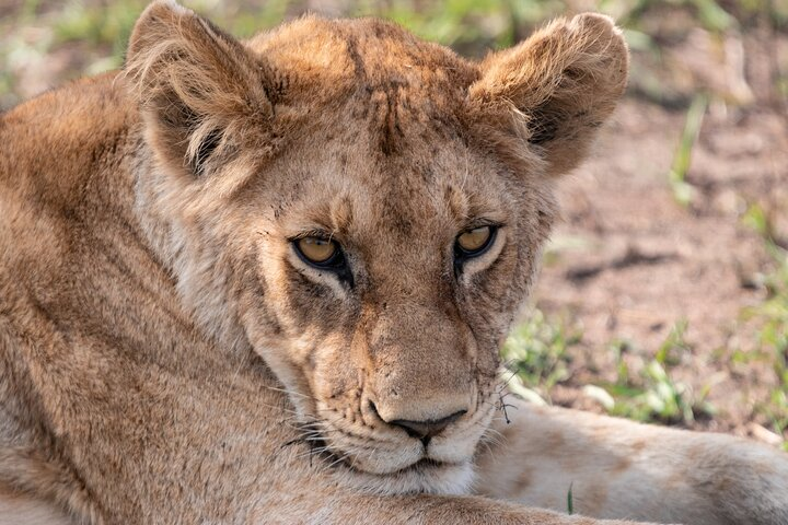 7 Days Mid Range Tanzania Wildlife Safari - Photo 1 of 4