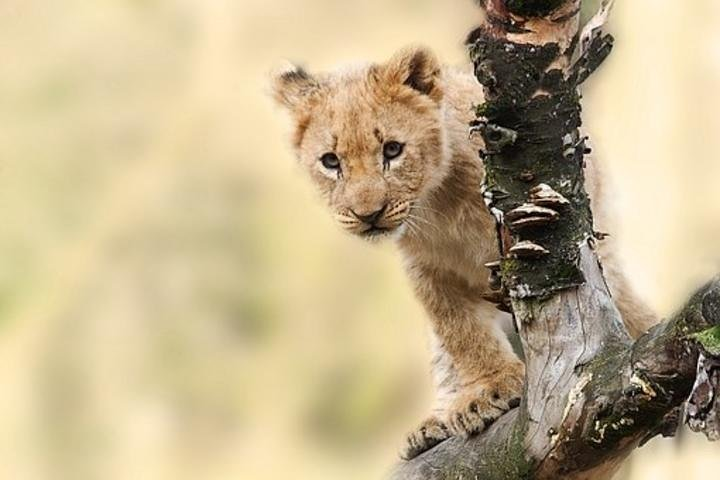 Lion cub in the Serengeti