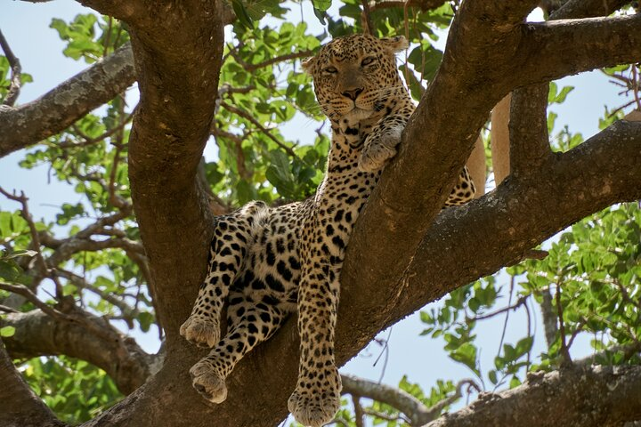 8-Day Essence of Tanzania Safari - Luxury - Photo 1 of 6