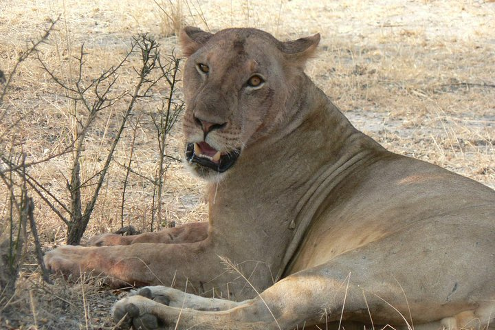 8-Day Mikumi National Park and Zanzibar Beach Holiday - Photo 1 of 11