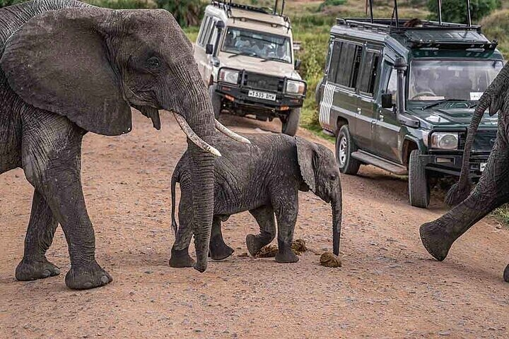 8-Day Private Guided Northern Circuit Safari Tanzania from Arusha - Photo 1 of 5