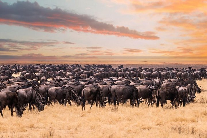 8 Day Spectacular Migration Serengeti mid -Range Tanzania Safari - Photo 1 of 6