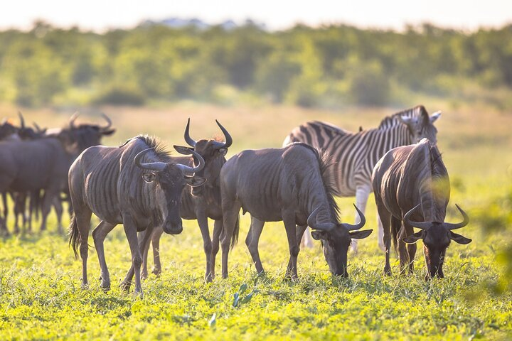 8 Days Follow the Wildebeest Migration River Crossing Safari - Photo 1 of 7