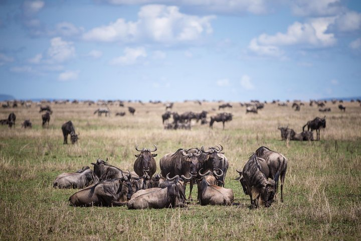 Great Wildebeest Calving Migration