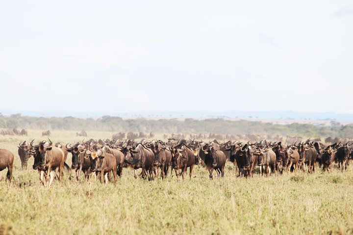 Wildebeest Migration