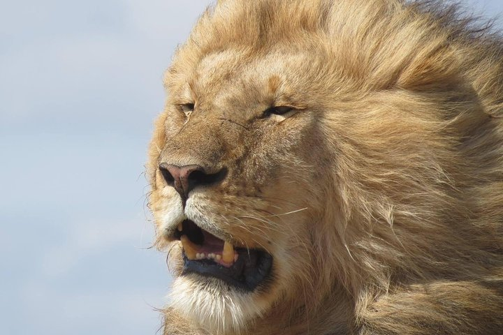 Male Lion in Serengeti 