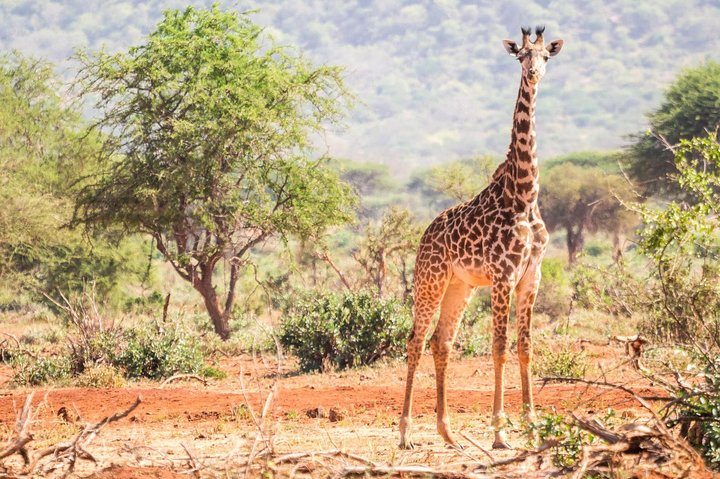 Tarangire and Ngorongoro