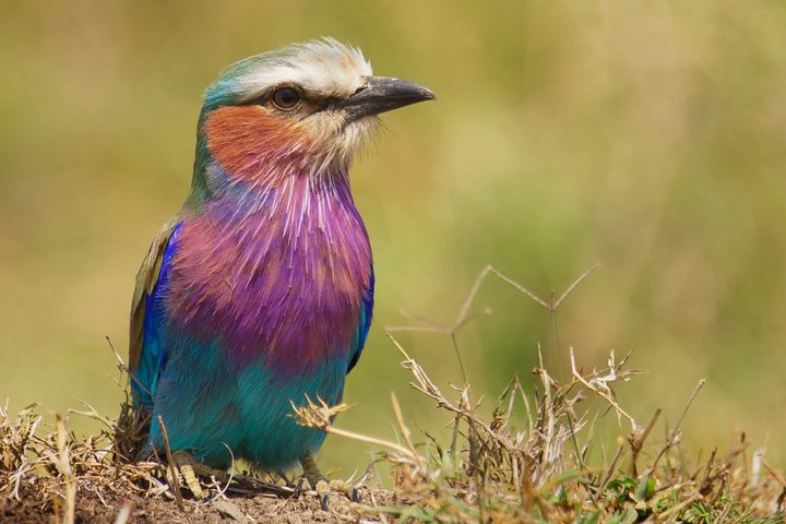 Lilac breasted roller - birdlife