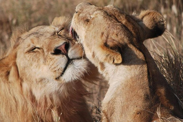 Big Five Safari In Tanzania - Photo 1 of 13