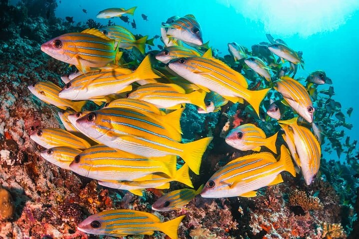 Blue Lagoon Snorkeling. Starfish Adventure, The Rock Restaurant, Prison Island Tour, Secret Garden Restaurant