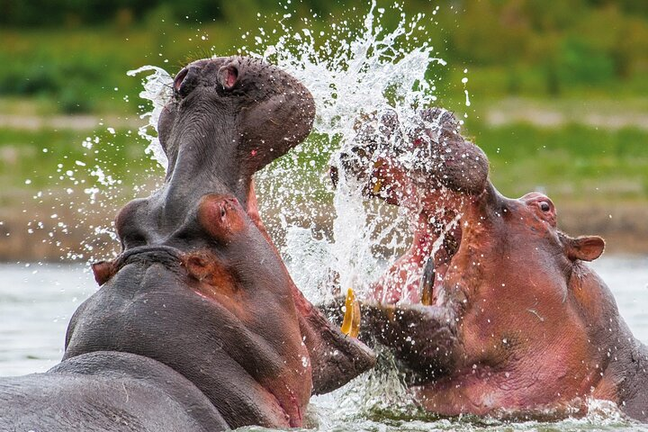 Day Safari Trip to Selous Game Reserve from Zanzibar with Lunch