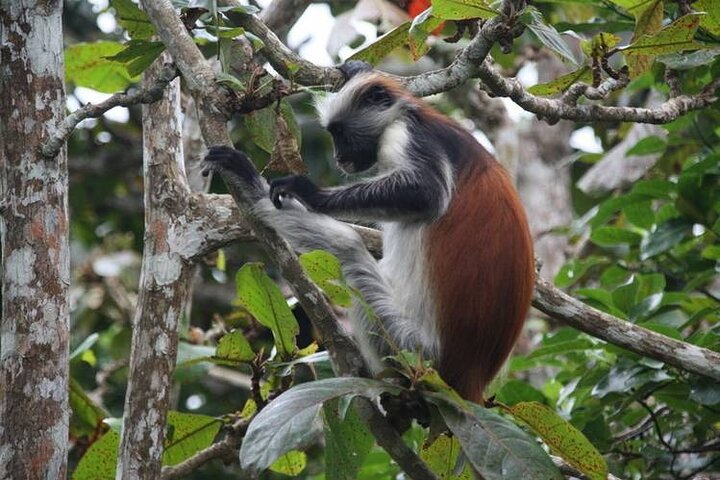 Dolphin tour, Jozani Forest, Jambiani Kuza Cave, Paje Beach &The Rock restaurent - Photo 1 of 7