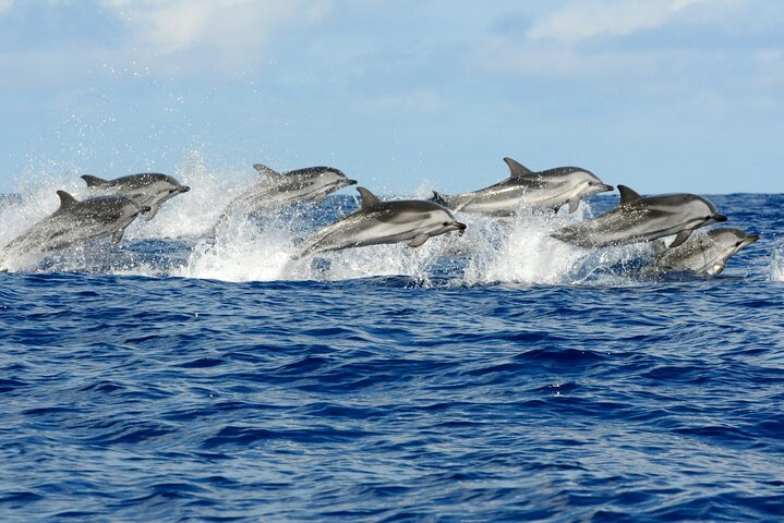 Dolphin Tour, Kuza Cave Tour, Secret Garden Restaurant, Stone Town Tour, Emerson Restaurant Zanzibar