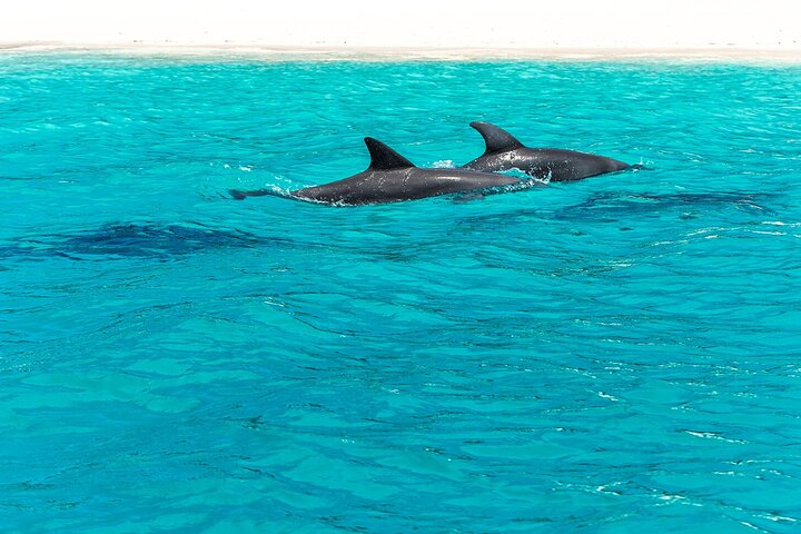 dolphin swimming on a short distance from the boat 